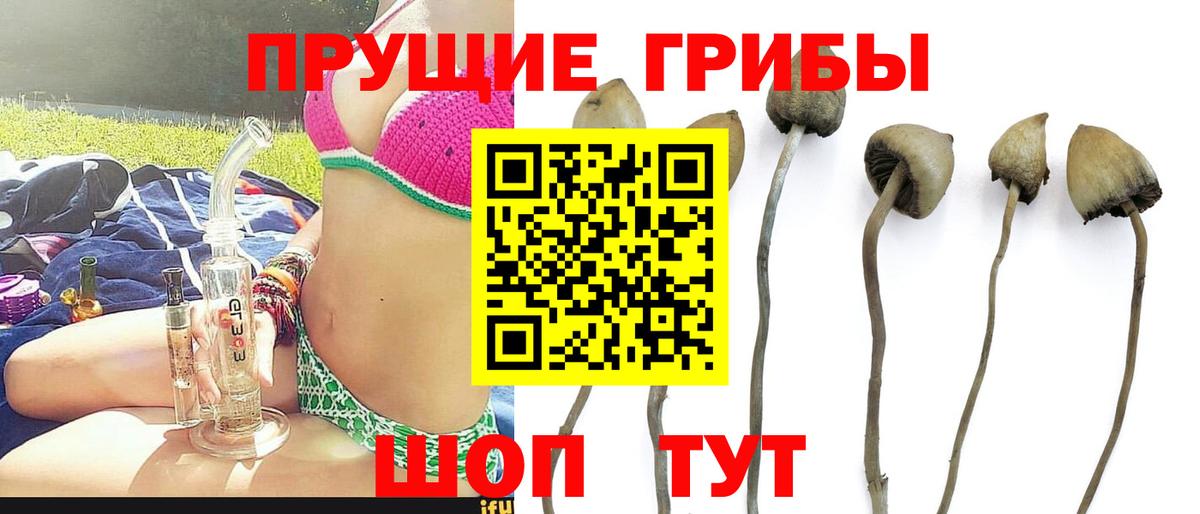 Анапа  Псилоцибиновые грибы ЛСД  Вход с VPN  Псилоцибиновые грибы Psilocybine cubensis 